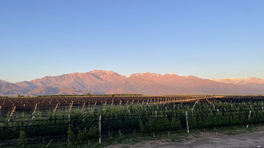 Malbec vines with the Andes in the background