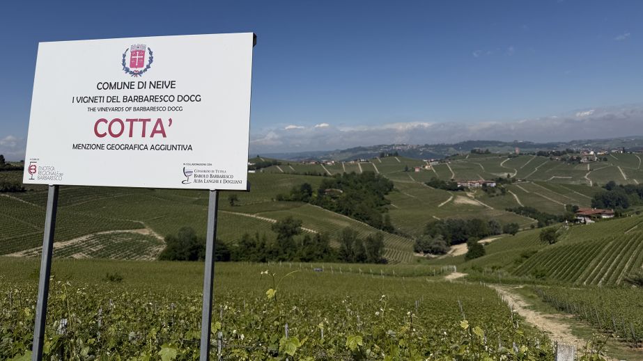 Cotta vineyard