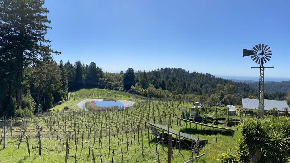 Split Rail vineyard