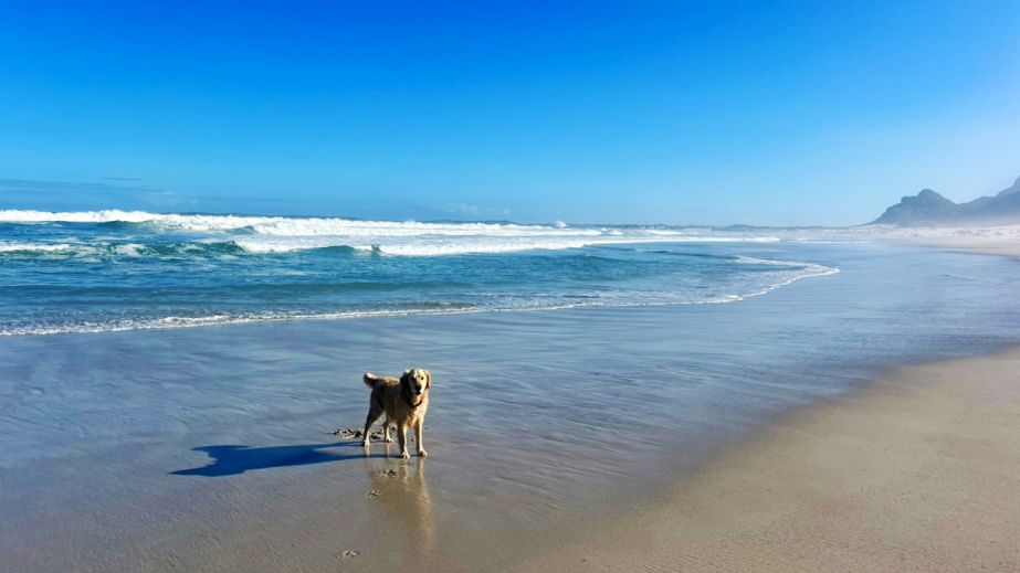 Monty on the beach at Betty’s Bay, near Hemel-en Aarde