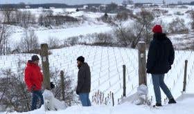 Winter at Domaine du Nival, Quebec, overlooking Albarino vines