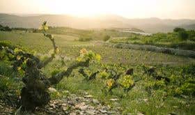 Centenarian vines in the Margelina vineyard Agios Nikolaos, Cyprus