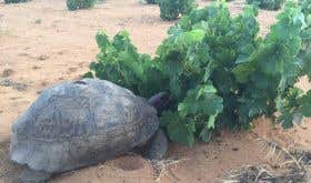 WWC21 MacCulloch R - Henk Laing Skurfkop giant tortoise
