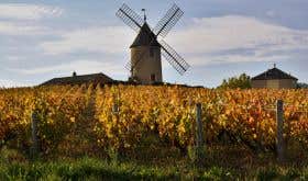 Moulin a Vent Beaujolais windmill