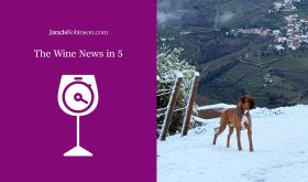 Otto the dog standing on a snow-covered slope in Portugal's Douro, and the Wine news in 5 logo