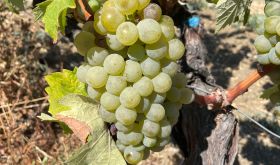 A bunch of green Kolorko grapes on the vine in Türkiye