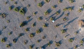 Sigalas Monachogios vineyard