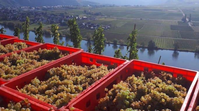 The Kellers' healthy 2018 Schubertslay grapes overlooking the Mosel