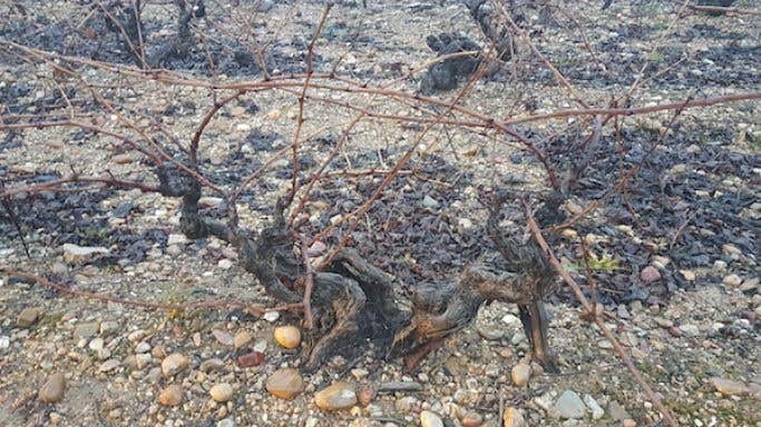Old vines for Antidoto in Ribera del Duero