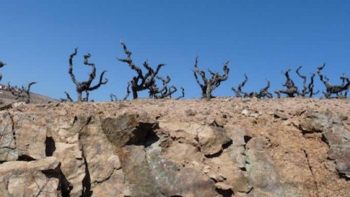 Old vines on granite