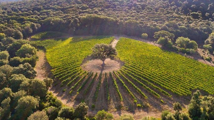 Ventaglio vineyard on the Tenuta Argentiera in Bolgheri on the Tuscan coast