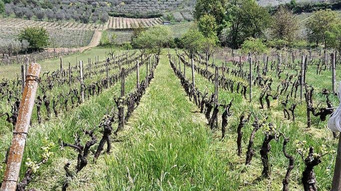 Maria Ernesta Berucci's old vines in Lazio