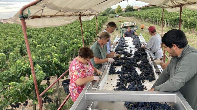 Sorting 2022 grapes at Le Pin.jpg