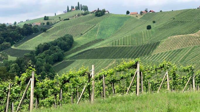 The steep, high Gamlitz vineyard in Styria produces some of Austin's best Sauvignon Blanc.