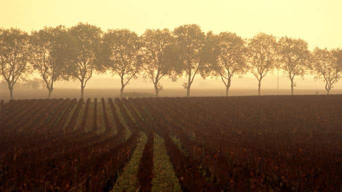 Tall trees bordering vineyards in Burgundy, silhouetted against the sun.