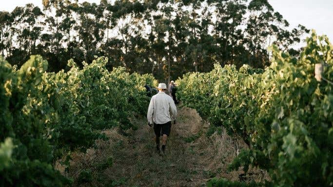 Person walking through vineyard at harvest time.