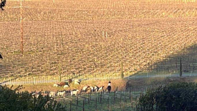 Sheep nibble Cathiard Vineyard at sunset