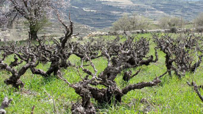 old vines on Cyprus