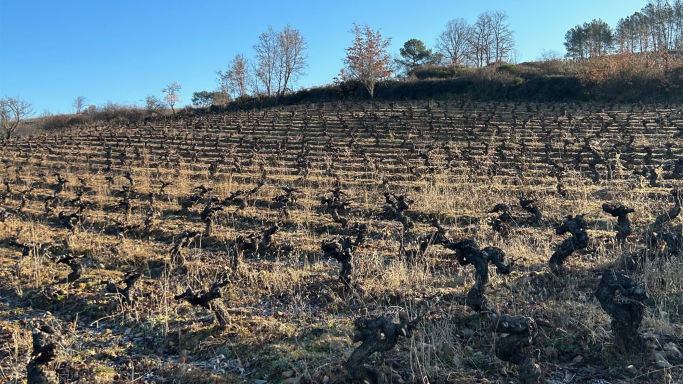 Old vines in the Rapolao vineyard, Bierzo, Spain