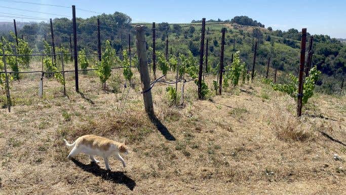 Acaibo vines and cat