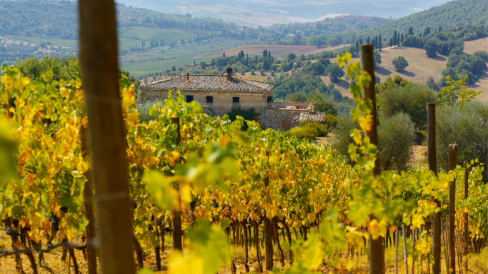 San Polino in Montalcino, Italy, looking through the vines