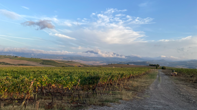 Vineyards in Montalcino's south towards Monte Amiata