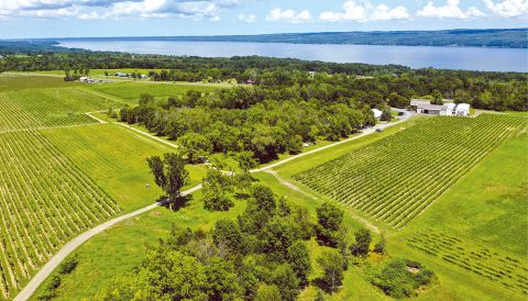Hermann J Wiemer vineyards on Seneca Lake seen from above