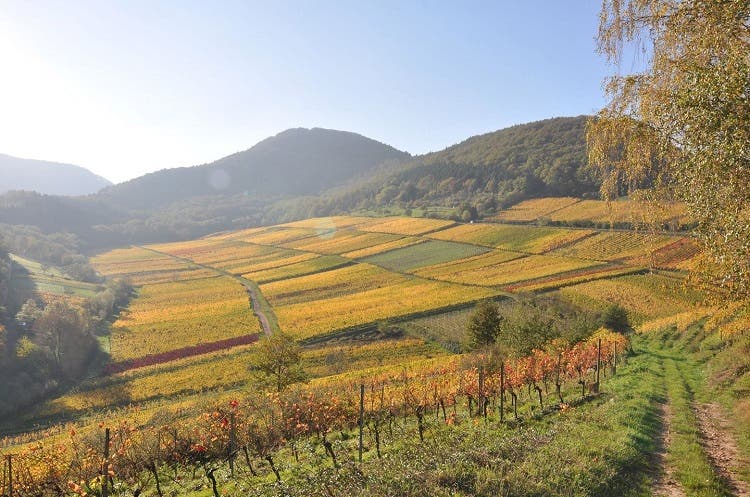 Wehrheim - Pfalz vineyards in autumn