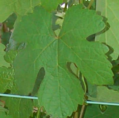 Godello leaf