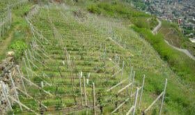Ar Pe Pe vineyards above the winery in Valtellina