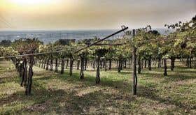 Arcari + Danesi's Grace vineyard overlooking the plain of Brescia