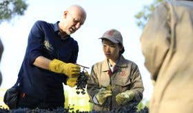 Lenz Moser sorting Cabernet grapes in Ningxia