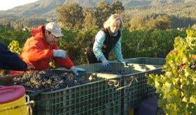 Cathy Corison sorting grapes