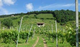 Perlage - Rive Moretta vineyards
