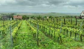 Heumann vineyards in Siklos, Villany