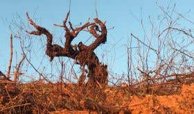 Old vine on red soil in Itata, Chile