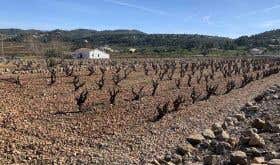Rocky soils at Casa Agrícola, Marina Alta, Alicante