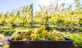 NZ Wine grapes tePa vineyard