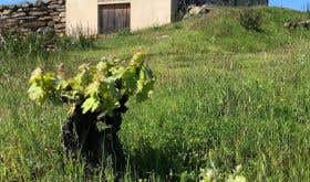 Domaine Cebene old vine