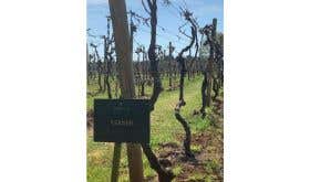 WWC21 Jones L - Kerner vines Astley vineyard