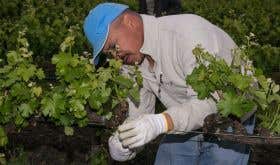 Napa Valley vineyard worker