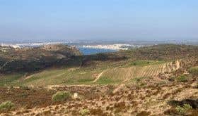 View from Cap de Creus vineyard