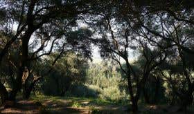 Theotoky olive grove