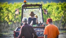 End of the day's harvest at Dom St-Gayan in the southern Rhône, copyright St-Gayan