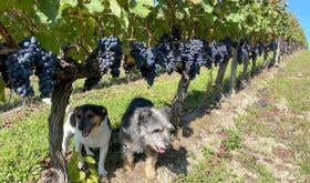 Dogs and Merlot at Ch Bauduc 2021