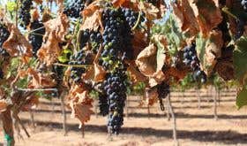 Super-stressed vines