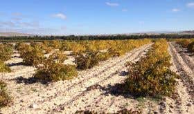 Zone 2 vineyard in Nieva, Rueda